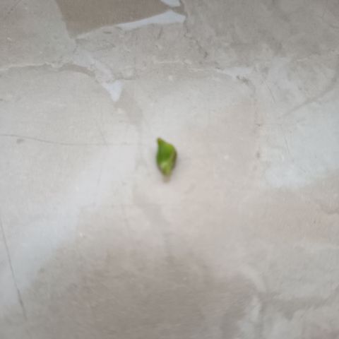 Royal Runtz  growlog timeline photo