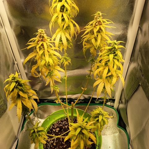 Royal Runtz  growlog timeline photo