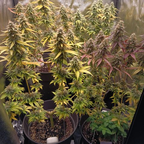 Pink Runtz  growlog timeline photo
