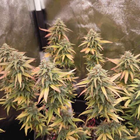 Pink Runtz  growlog timeline photo