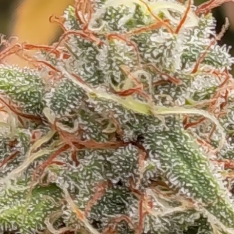 Pink Runtz  growlog timeline photo