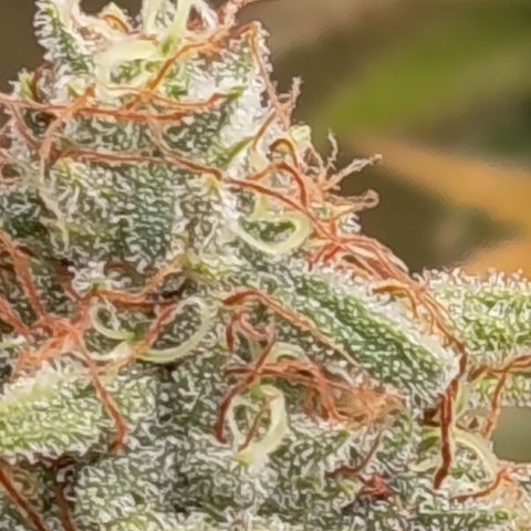 Pink Runtz  growlog timeline photo