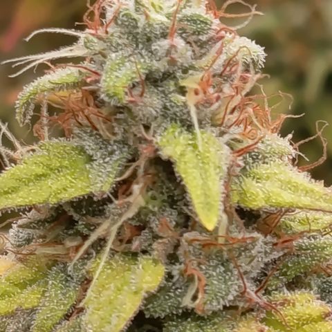 Fat Gorilla  growlog timeline photo