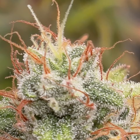 Fat Gorilla  growlog timeline photo