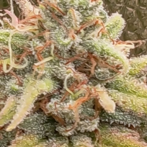 Pink Runtz  growlog timeline photo