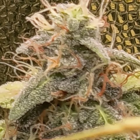Sherbet Queen  growlog timeline photo