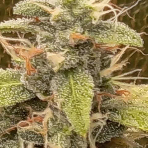 Sherbet Queen  growlog timeline photo
