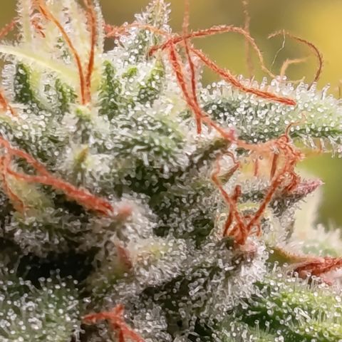 Fat Gorilla  growlog timeline photo