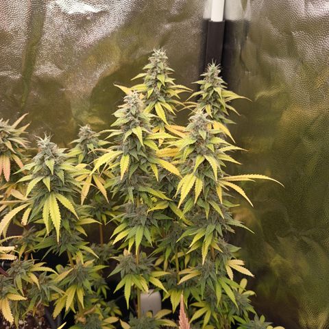 Sherbet Queen  growlog timeline photo
