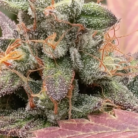 Green Gelato  growlog timeline photo