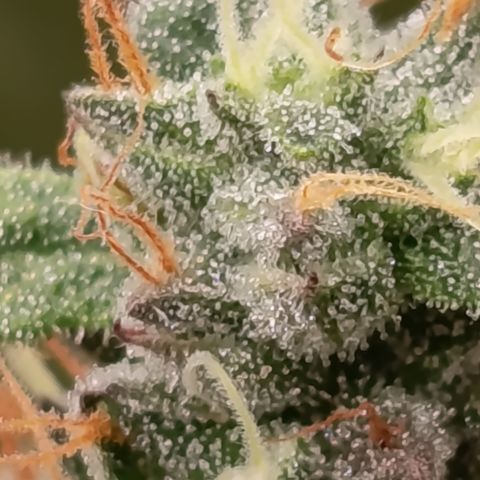 Green Gelato  growlog timeline photo
