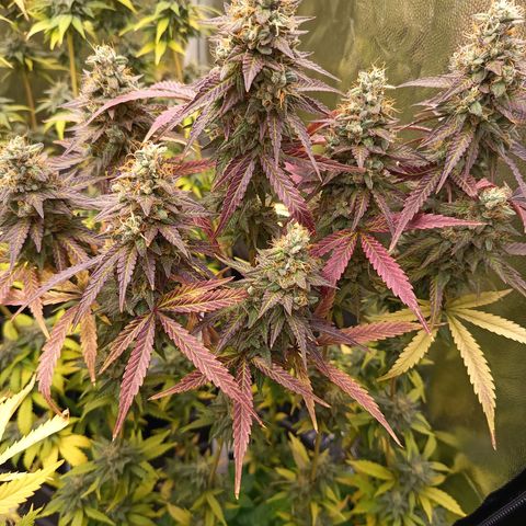 Green Gelato  growlog timeline photo