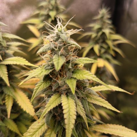 Sherbet Queen  growlog timeline photo