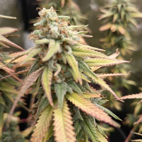 Pink Runtz  growlog timeline photo