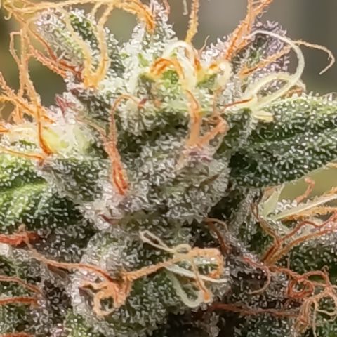 Green Gelato  growlog timeline photo