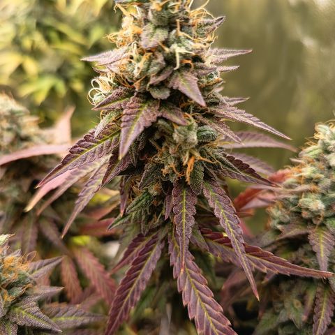 Green Gelato  growlog timeline photo