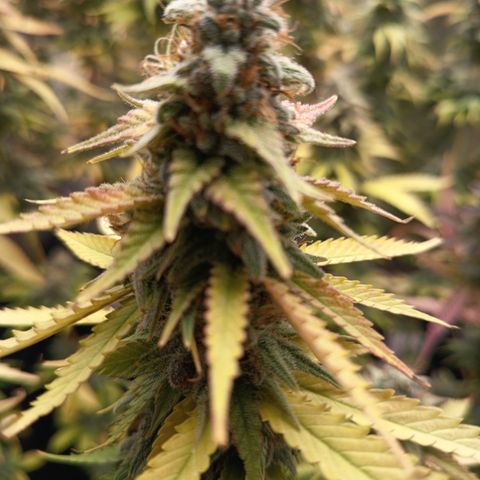 Fat Gorilla  growlog timeline photo