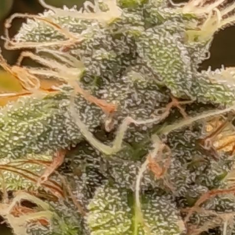 Sherbet Queen  growlog timeline photo