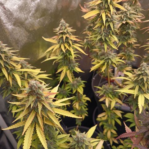 Fat Gorilla  growlog timeline photo