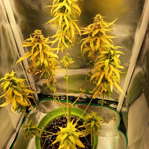 Royal Runtz  growlog timeline photo