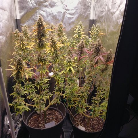 Pink Runtz  growlog timeline photo