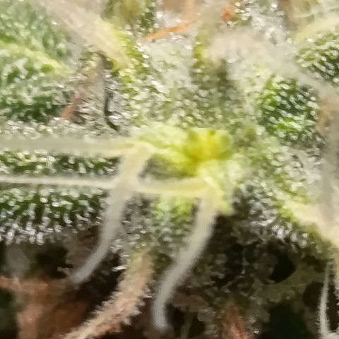 Sherbet Queen  growlog timeline photo