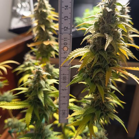 Sherbet Queen  growlog timeline photo