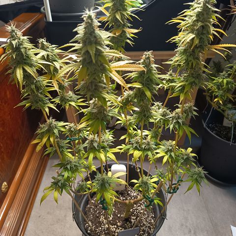 Sherbet Queen  growlog timeline photo