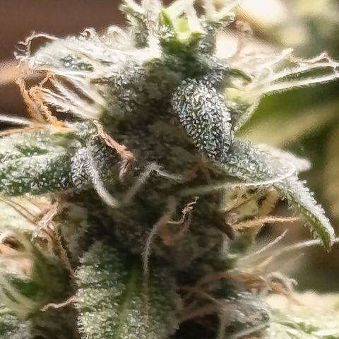 Sherbet Queen  growlog timeline photo