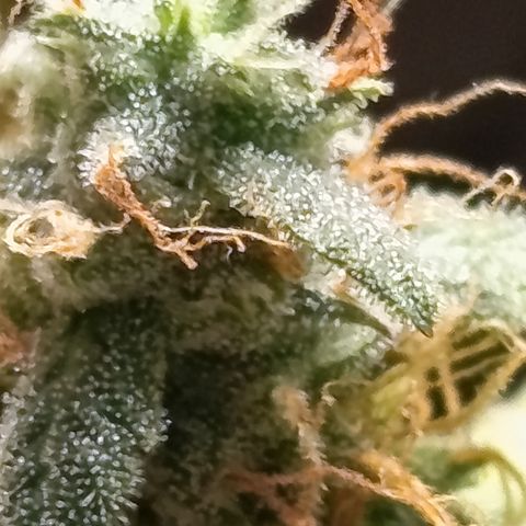 Sherbet Queen  growlog timeline photo