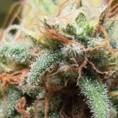 Pink Runtz  growlog timeline photo