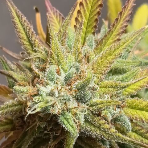 Pink Runtz  growlog timeline photo