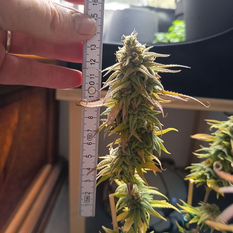 Pink Runtz  growlog timeline photo