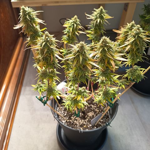 Pink Runtz  growlog timeline photo