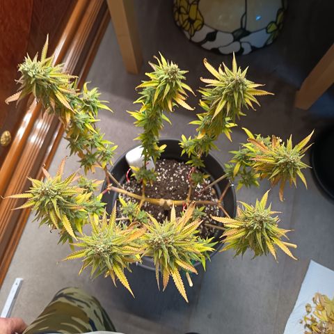 Pink Runtz  growlog timeline photo