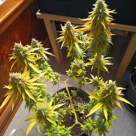 Fat Gorilla  growlog timeline photo