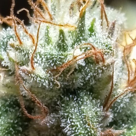 Fat Gorilla  growlog timeline photo