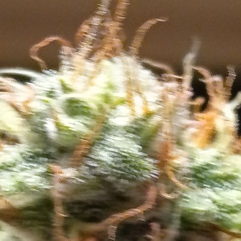 Fat Gorilla  growlog timeline photo