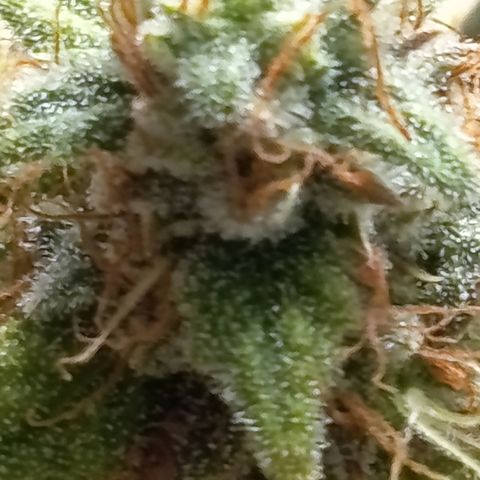 Fat Gorilla  growlog timeline photo