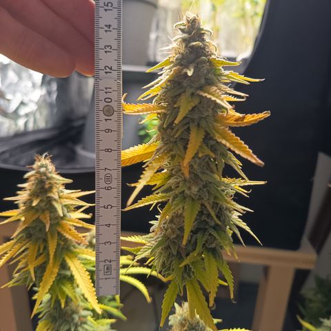 Fat Gorilla  growlog timeline photo