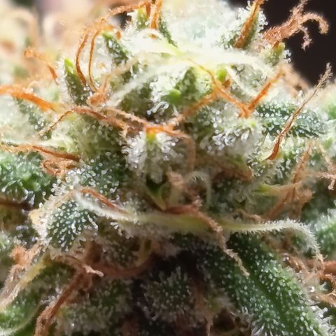 Pink Runtz  growlog timeline photo