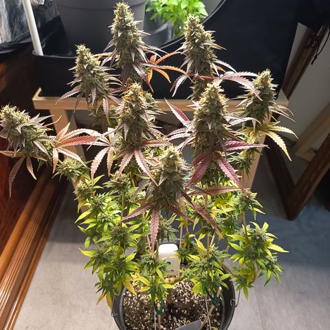 Green Gelato  growlog timeline photo