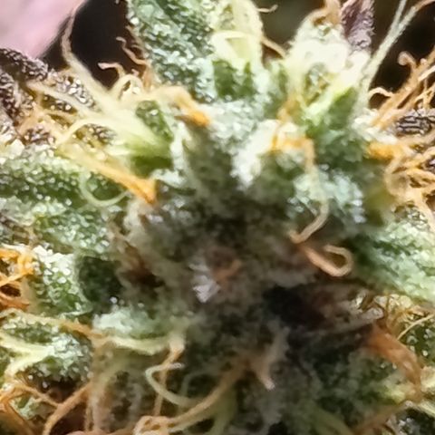 Green Gelato  growlog timeline photo