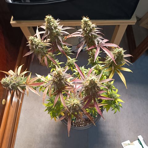 Green Gelato  growlog timeline photo
