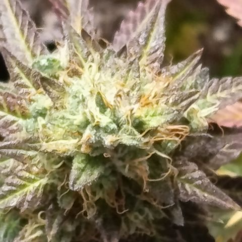 Green Gelato  growlog timeline photo