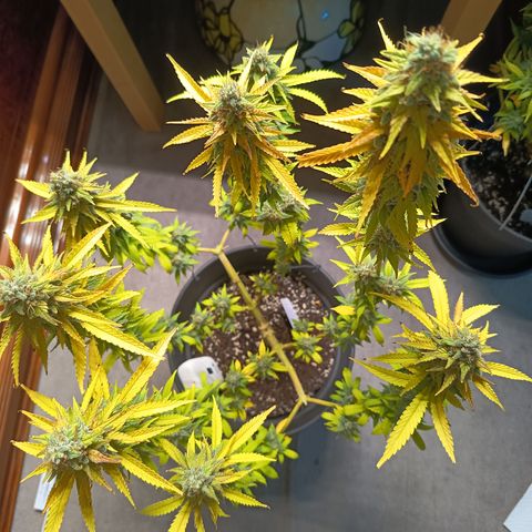 Fat Gorilla  growlog timeline photo