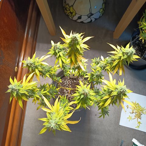 Sherbet Queen  growlog timeline photo