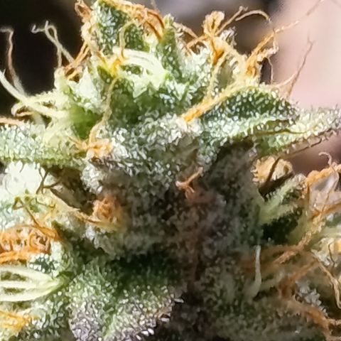 Green Gelato  growlog timeline photo