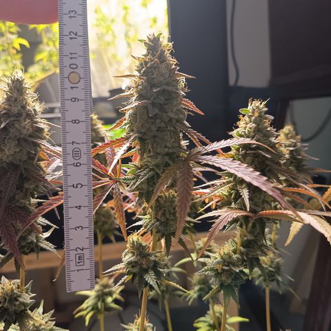 Green Gelato  growlog timeline photo