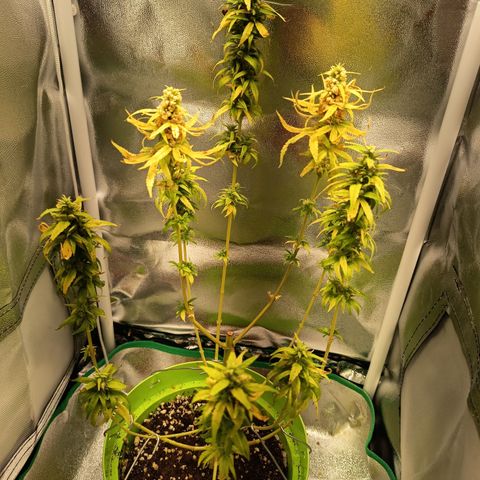Royal Runtz  growlog timeline photo